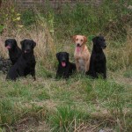 Gundogs 2