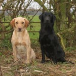 Gundogs 3