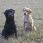 Gundogs 1